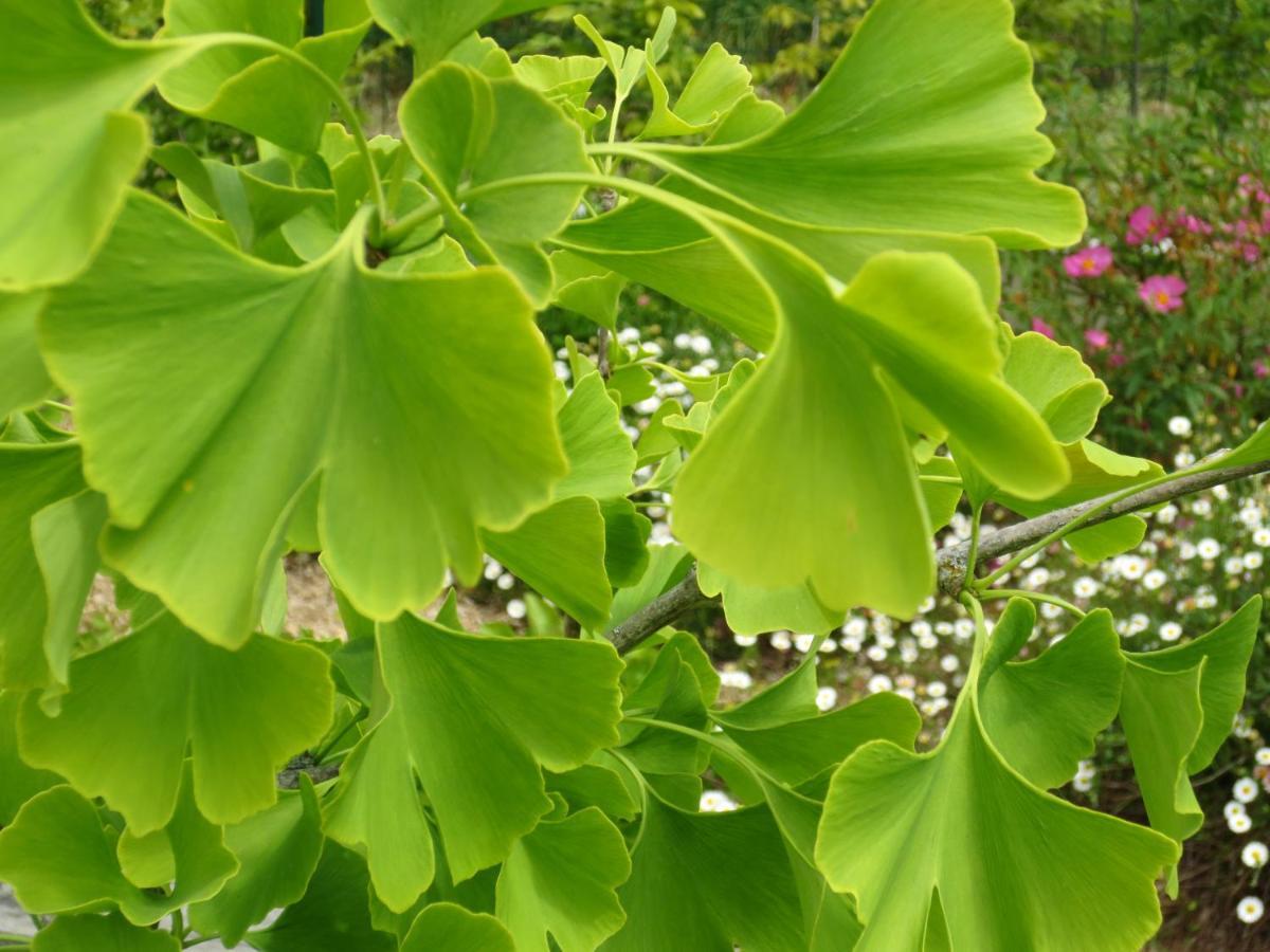 Twin Ginkgo Villa Giverny Buitenkant foto